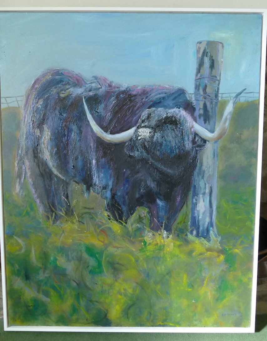 A Black Highland Steer By Bill Shannon